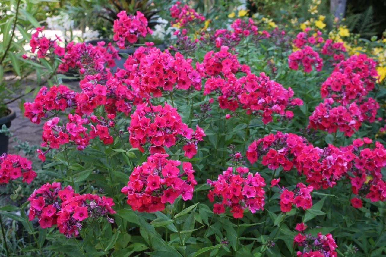 - Wohlfuehlambiente & Gartenparadies Appartement *